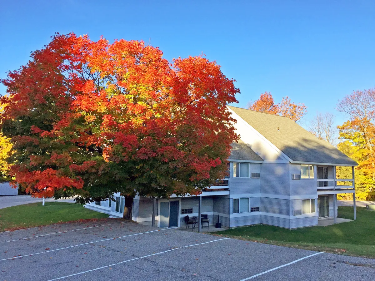 A vibrant red maple tree stands beside a modern building facade under a clear blue sky, with a porch and open outdoor space inviting relaxation and gatherings.
